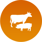 Nutrición Animal